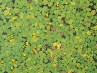 shutterstock_2665168671_trapa natans_peldošais ezerrieksts.jpg