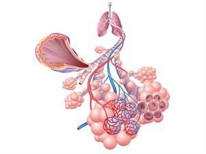 Shutterstock_1990499906_alveoli_alveolas (1).jpg