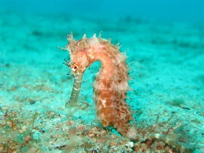 seahorse-pix.jpg