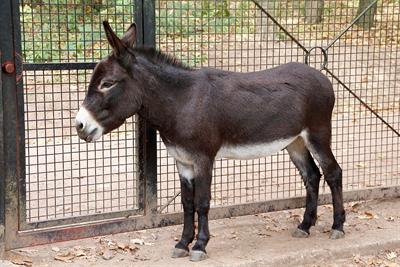donkey pix.jpg