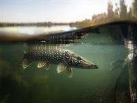 shutterstock_1647729949_pike_līdaka.jpg