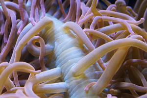 anemone-pix.jpg