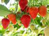 Shutterstock_1293619675_strawberries_zemenes.jpg