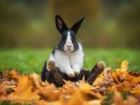 Shutterstock_712487776_rabbit_trusis.jpg