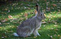 peter-rabbit-4488325_1920.jpg