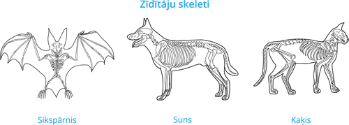 YCUZD_230824_5481_zīdītāju skeleti.png