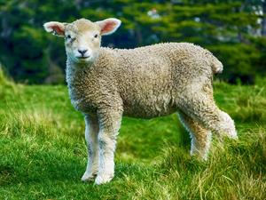 lamb-pix.jpg
