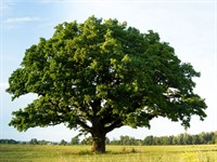 Shutterstock_707501539_oak tree_ozols.jpg