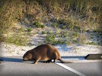 beaver-143703_1920.jpg