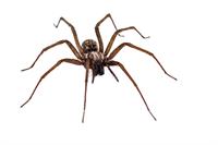 shutterstock_1725854944.jpg