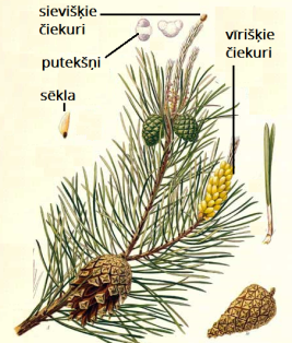 23996.Pinus.png