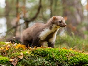 Shutterstock_1694889637_marten_cauna.jpg