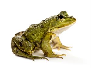 Shutterstock_749507503_frog_varde.jpg