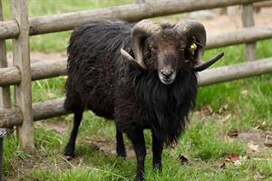 ram pix.jpg