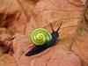 Shutterstock_2160572361_snail_gliemezis.jpg