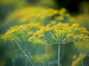 Shutterstock_1844947357_dill flower_diļļu ziedi.jpg