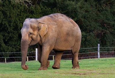 indian-elephant-pix.jpg