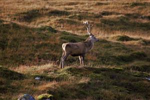 deer-5691010_1280.jpg