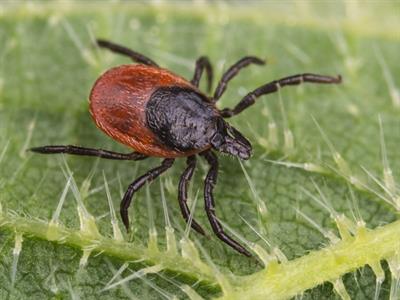 Shutterstock_1134549302_tick_ērce.jpg