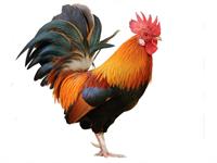 Shutterstock_470779643_rooster_gailis.jpg