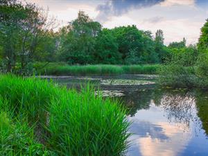 Shutterstock_1118124989_pond_dīķis.jpg