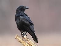 Shutterstock_1014429274_raven_krauklis.jpg