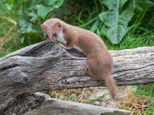 Shutterstock_1203553492_weasel_zebiekste.jpg