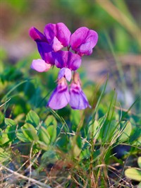 Shutterstock_2510522287_beach pea_jūrmalas dedestiņa.jpg