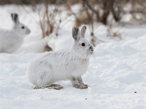 shutterstock_1925717342_hare_zaķis.jpg