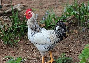 cock-pix.jpg
