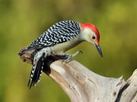 Shutterstock_757389001_woodpecker_dzenis.jpg