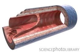 F0021530-The_structure_of_the_vein_wall-SPL.jpg
