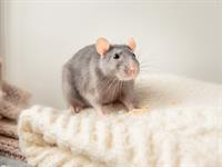 shutterstock_2039685677_rat_žurka.jpg