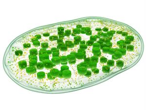 Shutterstock_532406173_chloroplast structure_hloroplasta struktūra.jpg