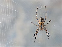Shutterstock_2503442551_spider_zirneklis.jpg