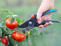 Shutterstock_2194743843_cutting tomatoes_apgriež tomātus.jpg