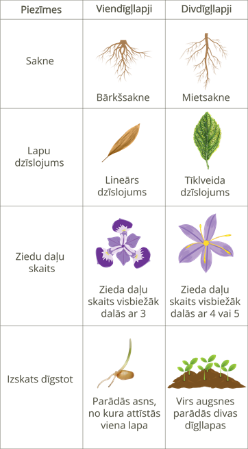 YCUZD_241128_6781_Augu_sistem_11.png