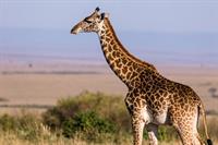 giraffe-6378717_1280.jpg