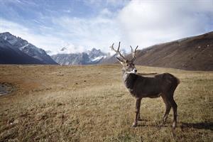 reindeer-1030864_1280.jpg