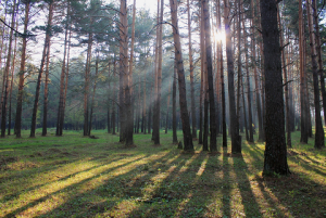 the_rays_in_a_pine_forest_by_hudojnica-d668x7d.png