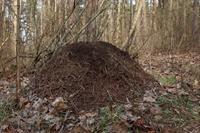 anthill-4945055_1920.jpg