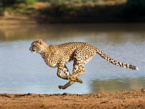 shutterstock_1090088234.jpg