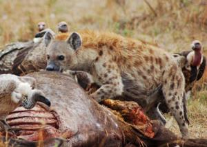 Hyena-Eating.jpg