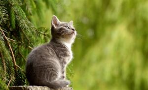 cat-gb219546cf_1920.jpg