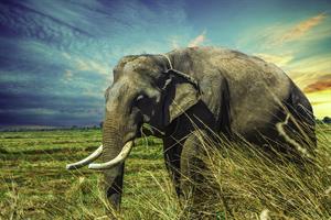 elephant-pix.jpg