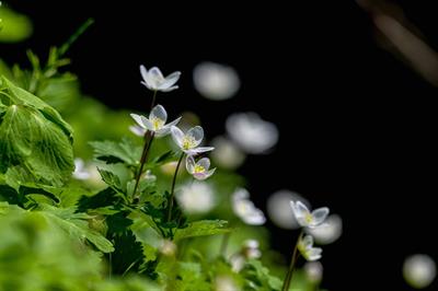 flaccid-anemone-6203188_1920.jpg