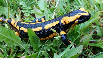 salamander-pix.jpg