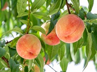shutterstock_2024822690_peaches_persiki.jpg