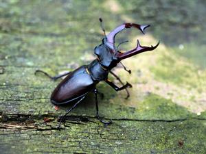 Shutterstock_481029079_stag beetle_briežvabole.jpg