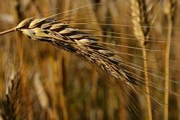 wheat1.jpg
